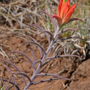 Wholeleaf Indian Paintbrush or Squawfeather as it is sometimes called is a member of the Snapdragon Family. Castilleja integra